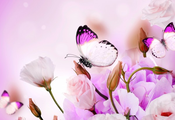 Обои картинки фото purple, flowers, butterflies, цветы, бабочки